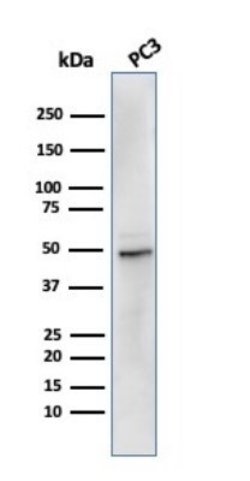 Ornithine Decarboxylase Antibody (rODC1/485) - Azide and BSA Free, Novus